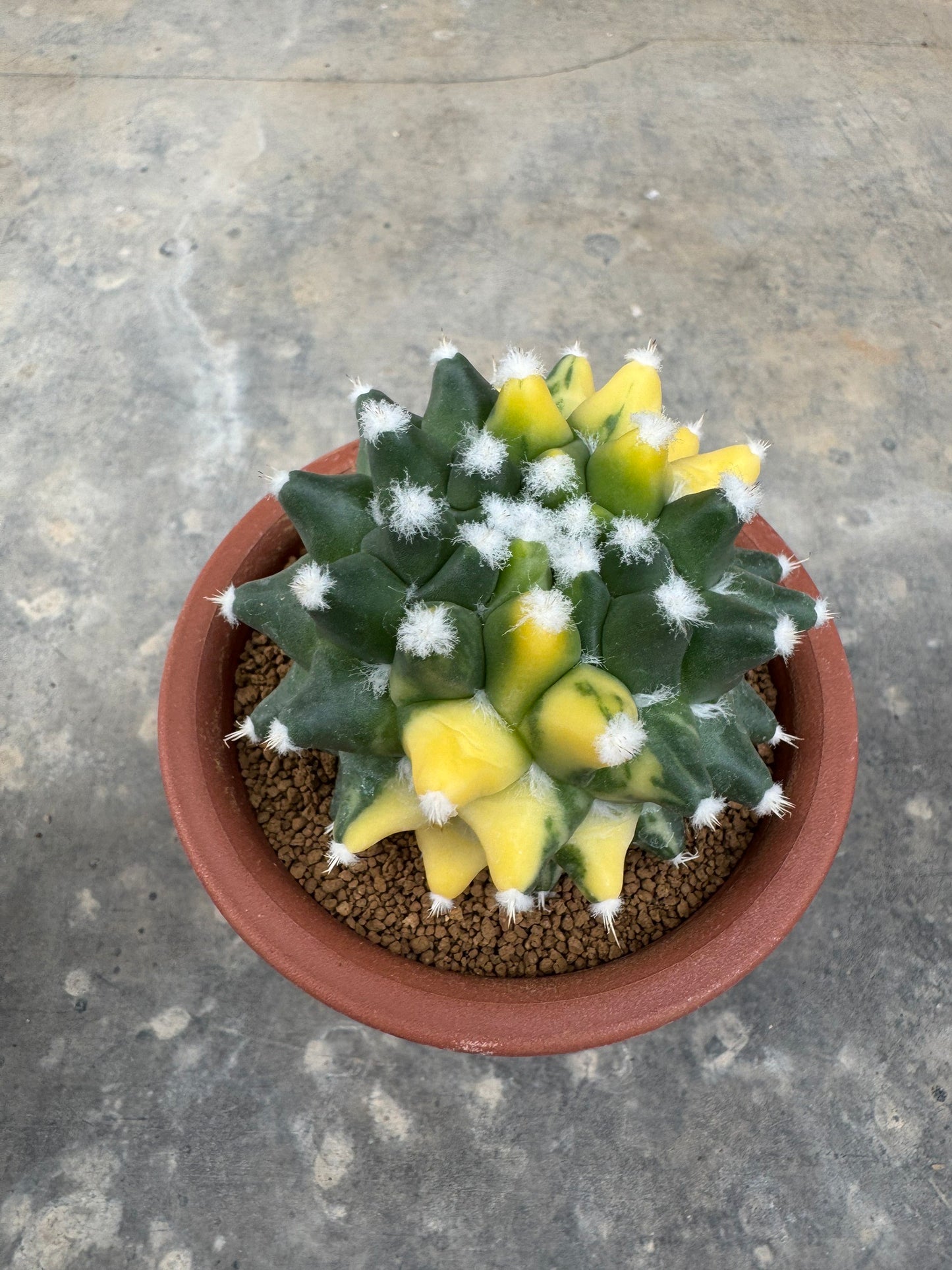 Stunning Mammillaria 'Eurzamu' | Established Rooted Offshoot