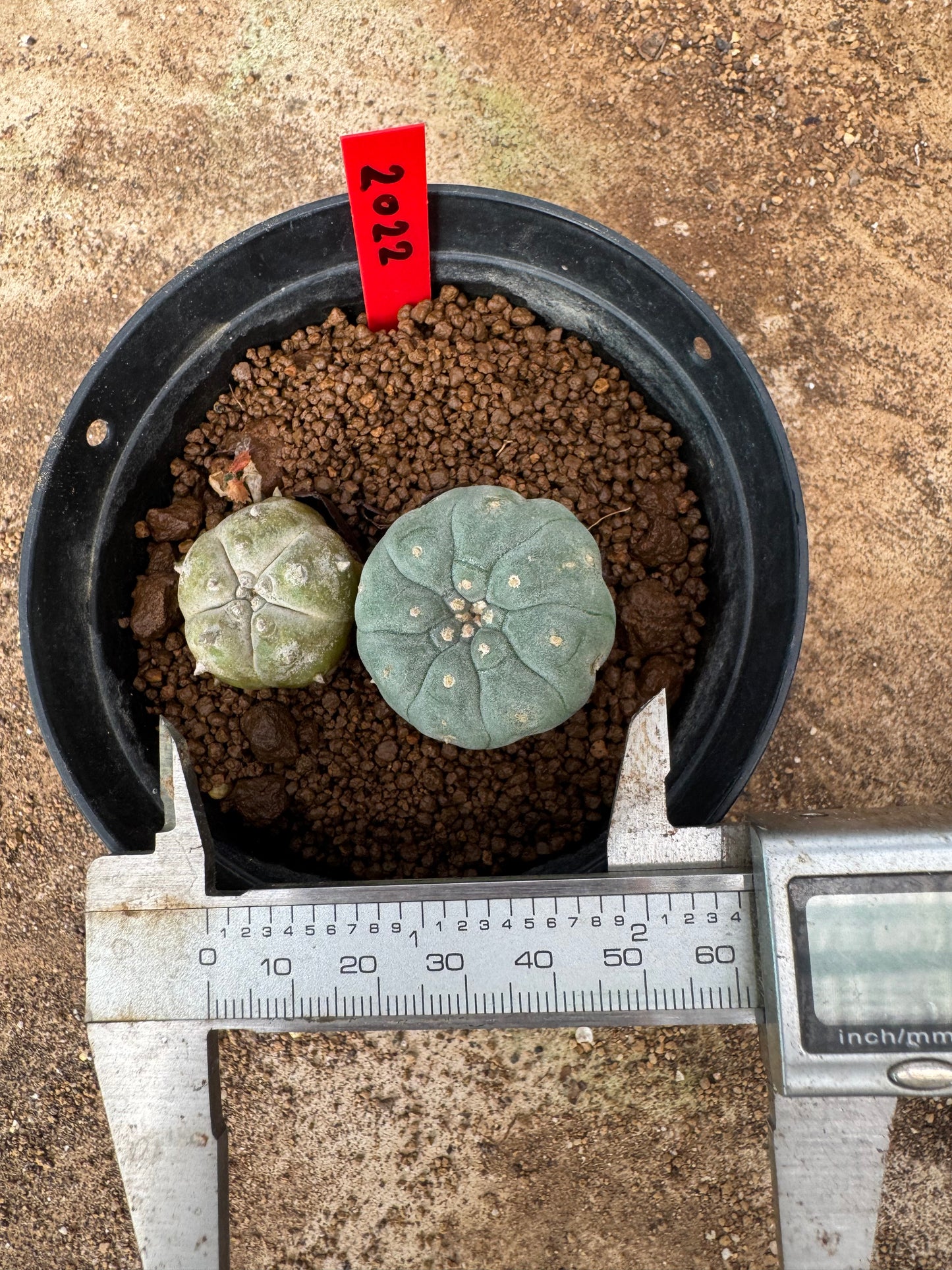 Lophophora williamsii – Peyote Cactus (6–7 cm, Own Root)