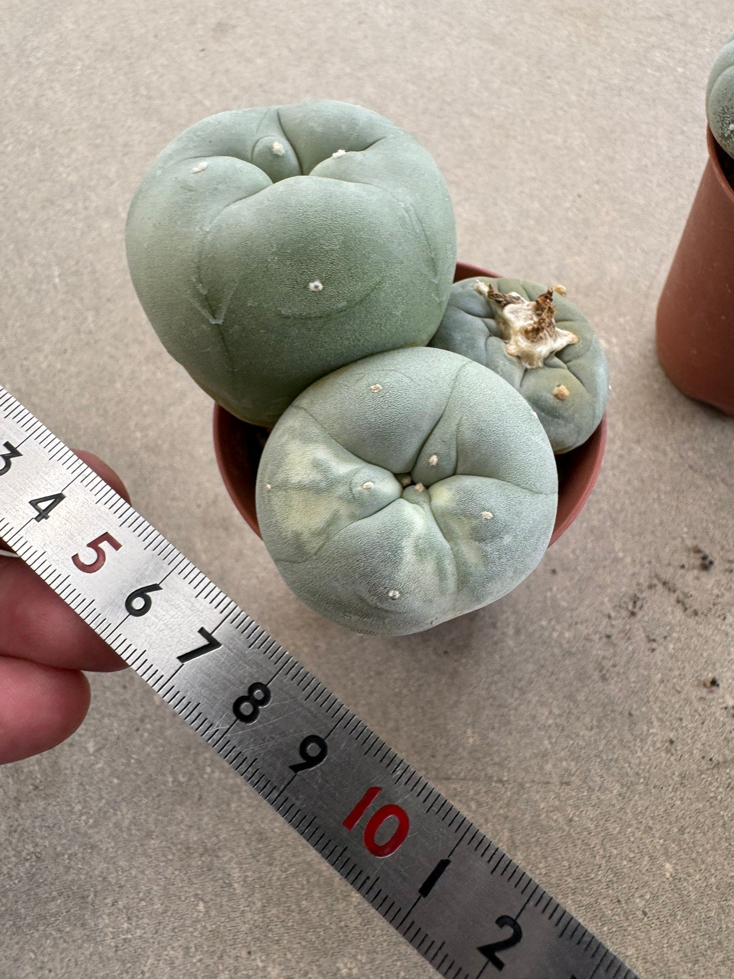 Rare Variegated Lophophora fricii Set | 2-Pot Collector's Bundle