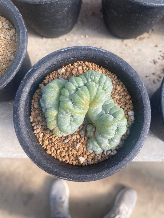Lophophora williasii cristata size 6-7 cm own root 15 years old