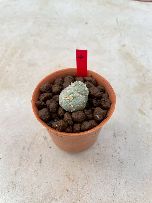 Lophophora Fricii cristata size 3-4 cm own root