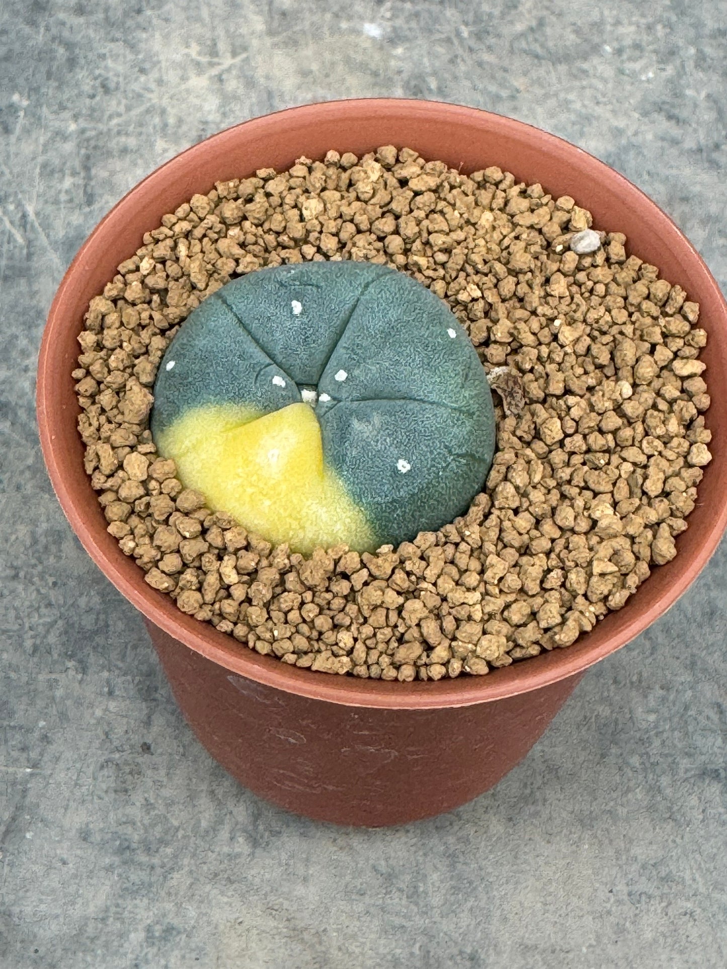 Lophophora williamsii variegate – Peyote Cactus (Seed Grown, 2-3 cm, Own Root) 10 years old