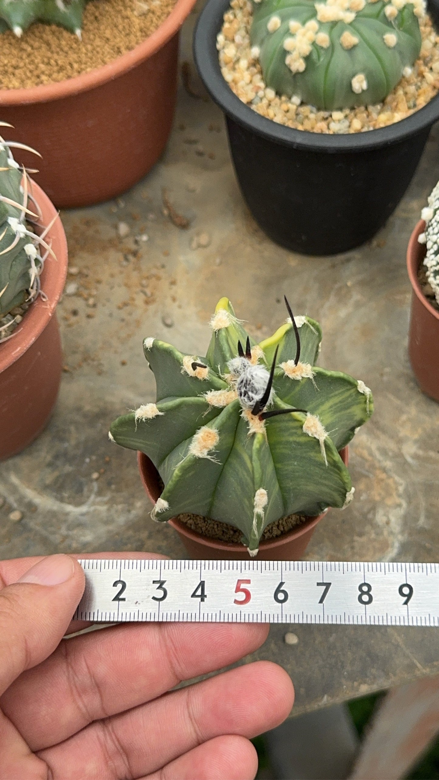 Astrophytum capricorne v. crassispinum | Premium Seed-Grown Nudum Goat's Horn Cactus