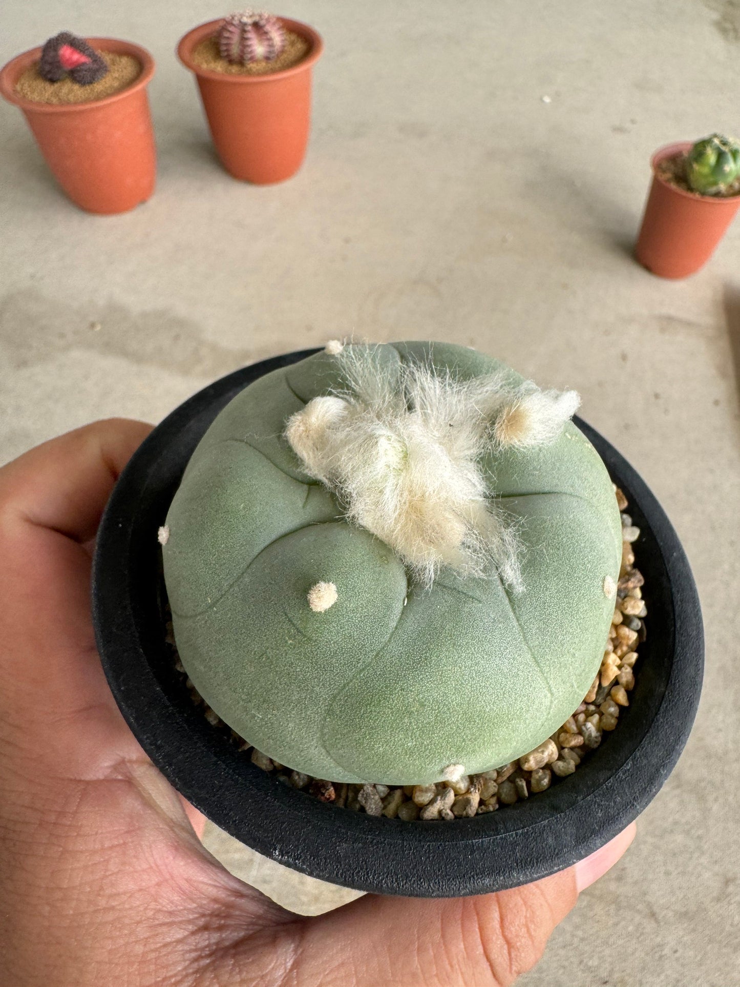 Rare Seed-Grown Lophophora diffusa | Premium Established Seedling (Own Roots)