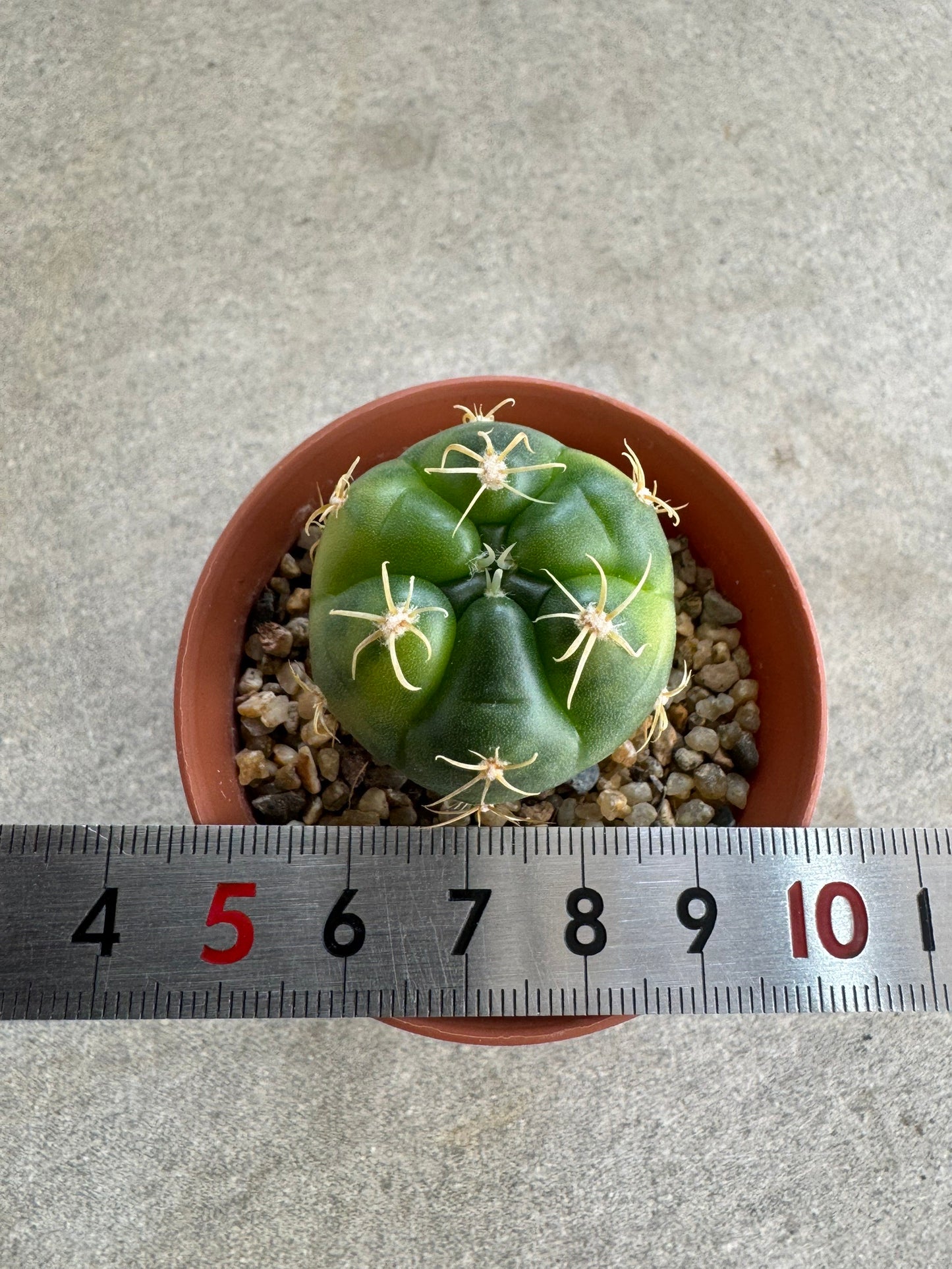 Rare Gymnocalycium denudatum 'Kiomaru' Variegated | Premium Collector's Cactus size 3-4 cm