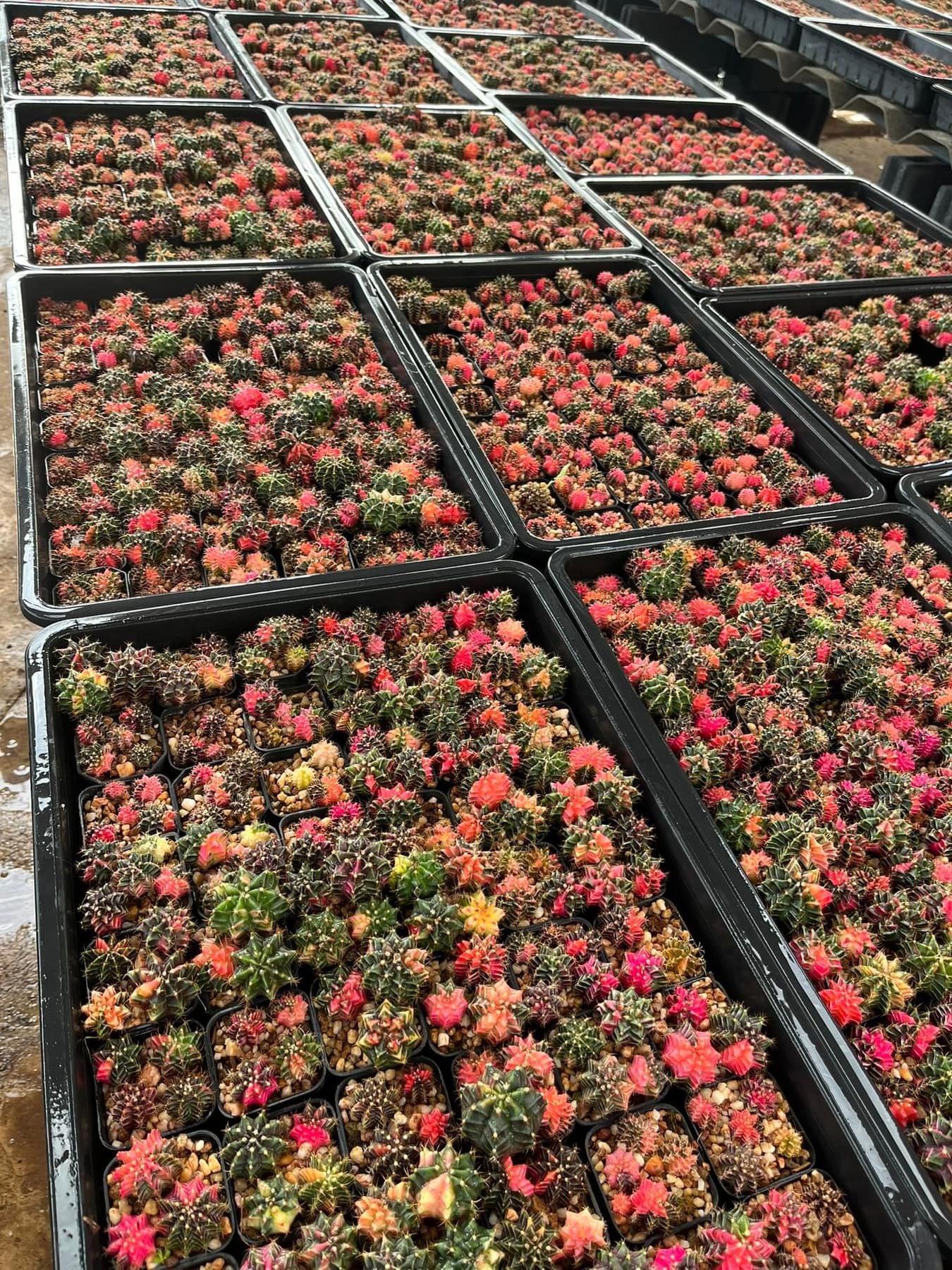 Gymnocalycium mihanovichii variegata 4-5 cm ownroot grow from seed