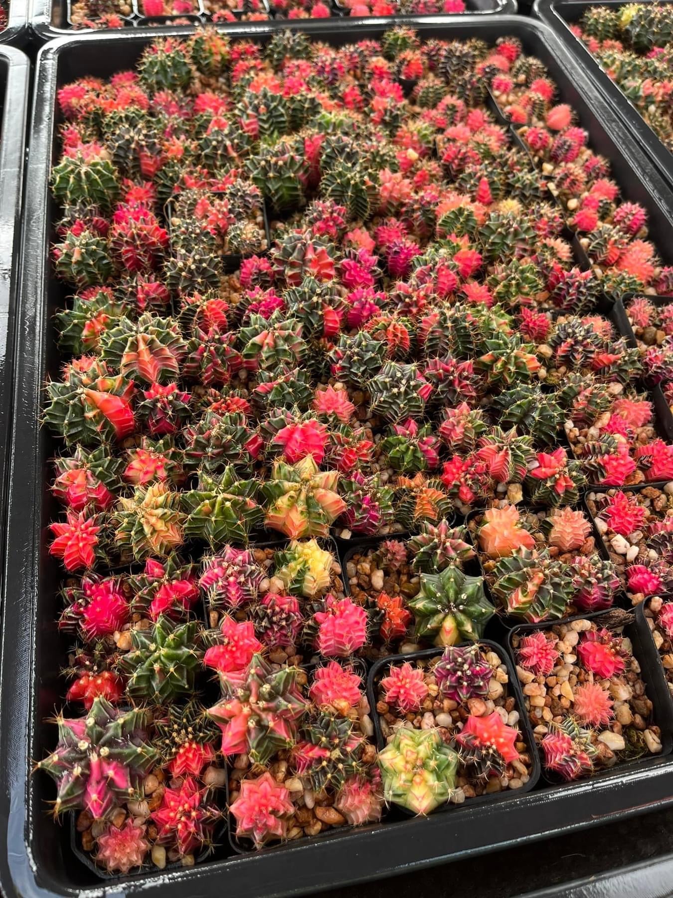 Gymnocalycium mihanovichii variegata 4-5 cm ownroot grow from seed