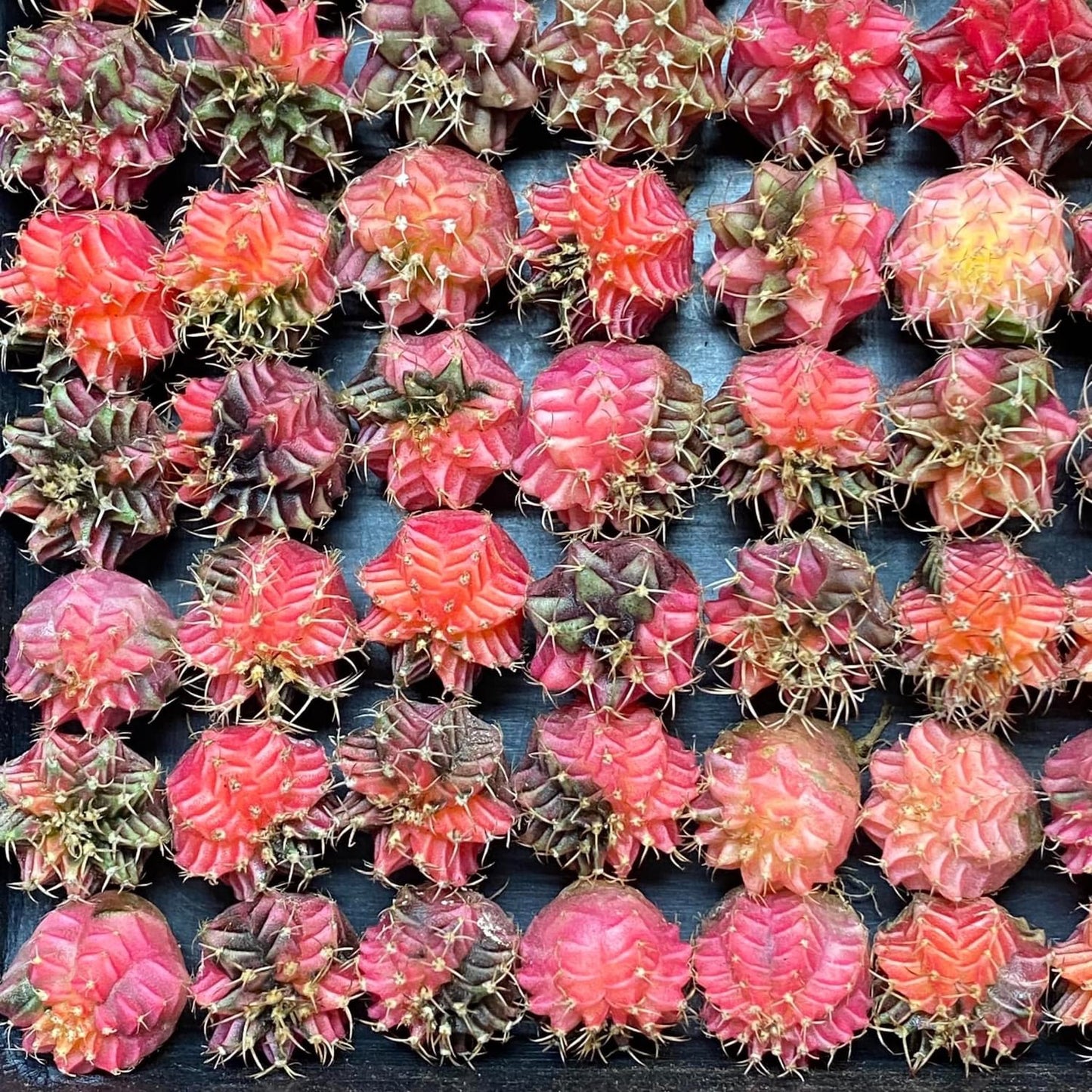 Gymnocalycium mihanovichii variegata 4-5 cm ownroot grow from seed