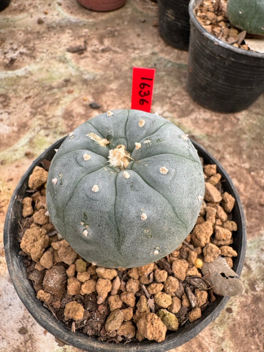 Lophophora williamsii – Peyote Cactus (6–7 cm, Own Root)