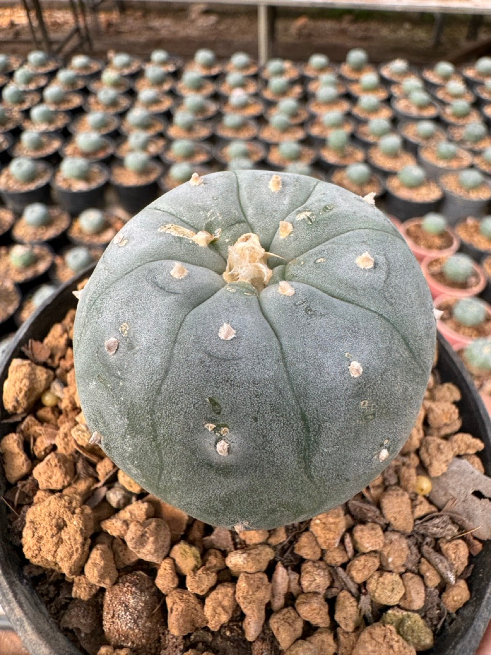 Lophophora williamsii – Peyote Cactus (6–7 cm, Own Root)