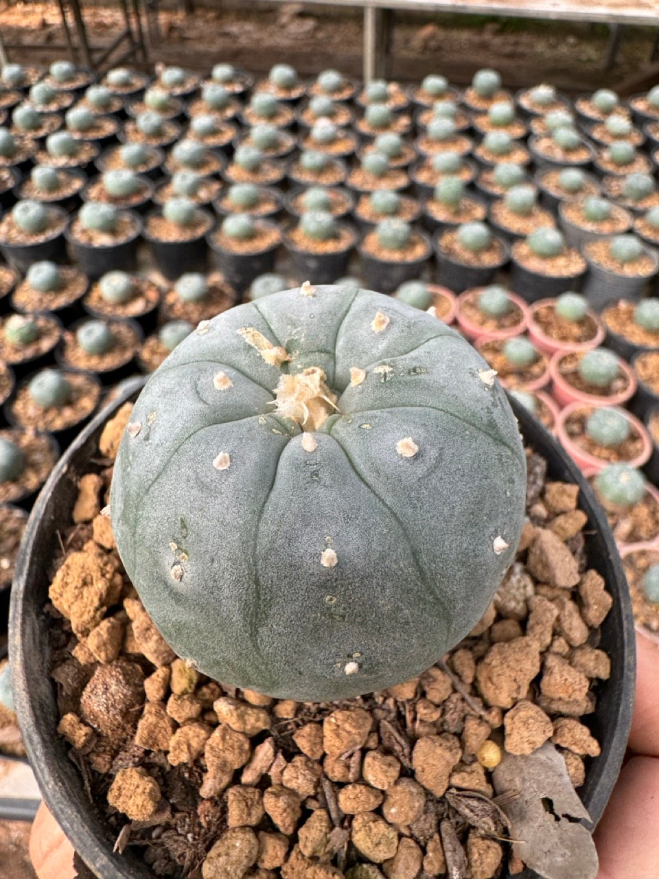 Lophophora williamsii – Peyote Cactus (6–7 cm, Own Root)
