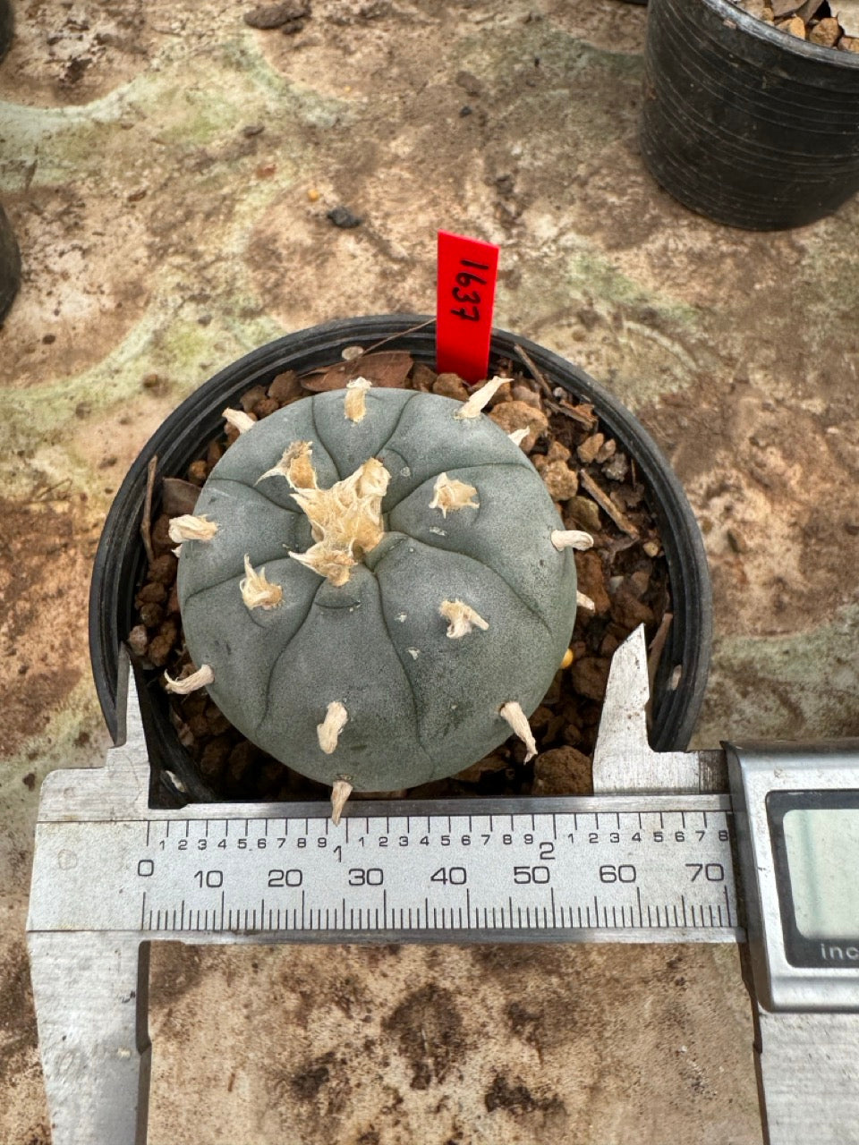 Lophophora williamsii – Peyote Cactus (6–7 cm, Own Root)