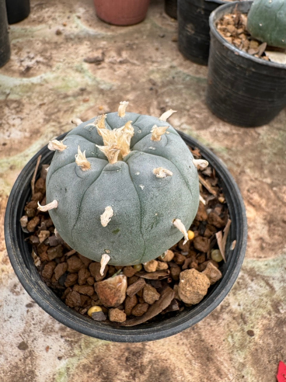 Lophophora williamsii – Peyote Cactus (6–7 cm, Own Root)