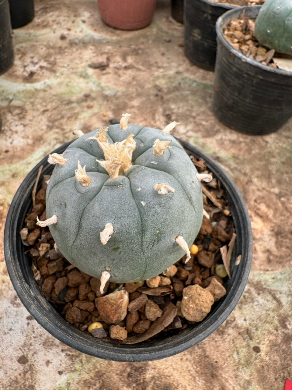 Lophophora williamsii – Peyote Cactus (6–7 cm, Own Root)