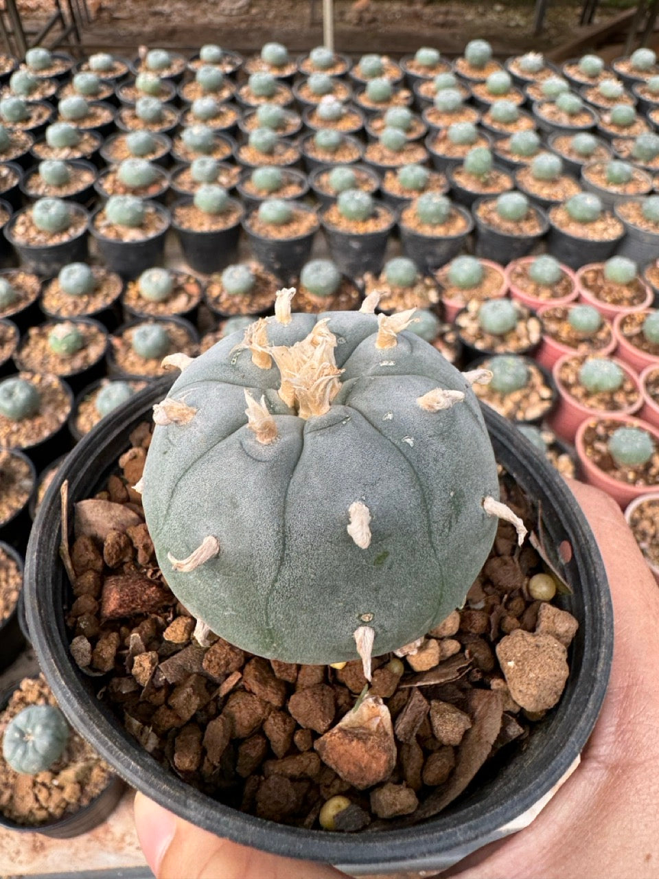 Lophophora williamsii – Peyote Cactus (6–7 cm, Own Root)