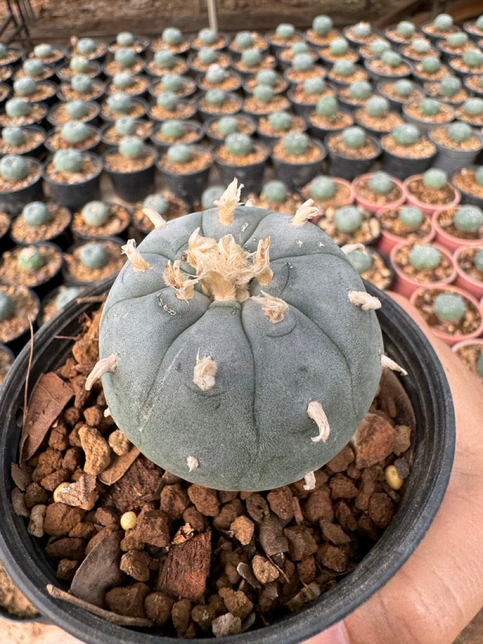 Lophophora williamsii – Peyote Cactus (6–7 cm, Own Root)