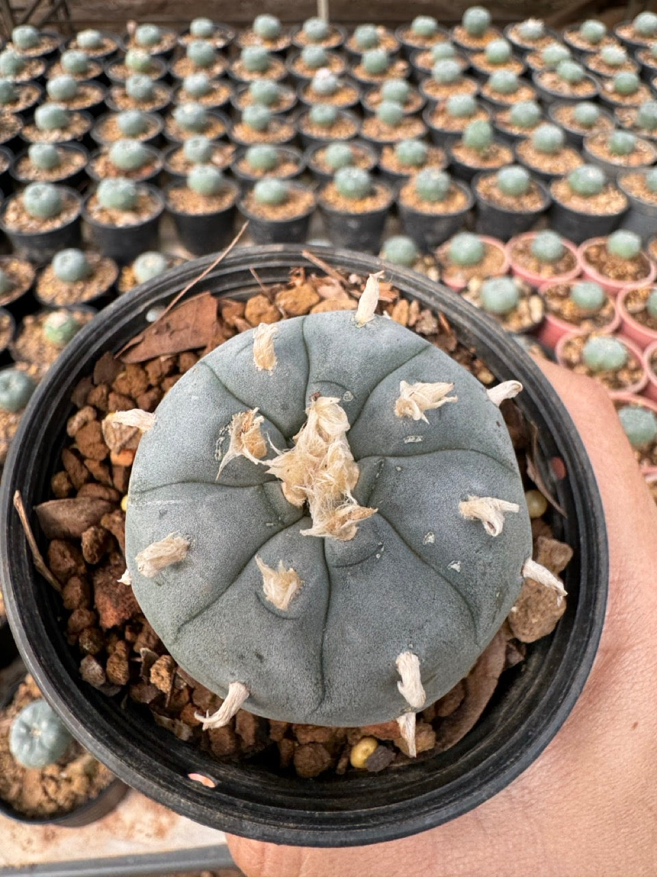 Lophophora williamsii – Peyote Cactus (6–7 cm, Own Root)