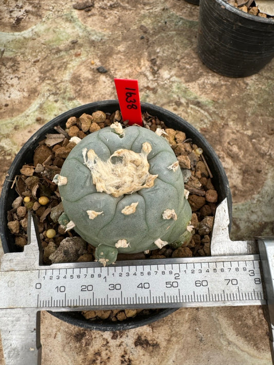 Lophophora williamsii – Peyote Cactus (6–7 cm, Own Root)