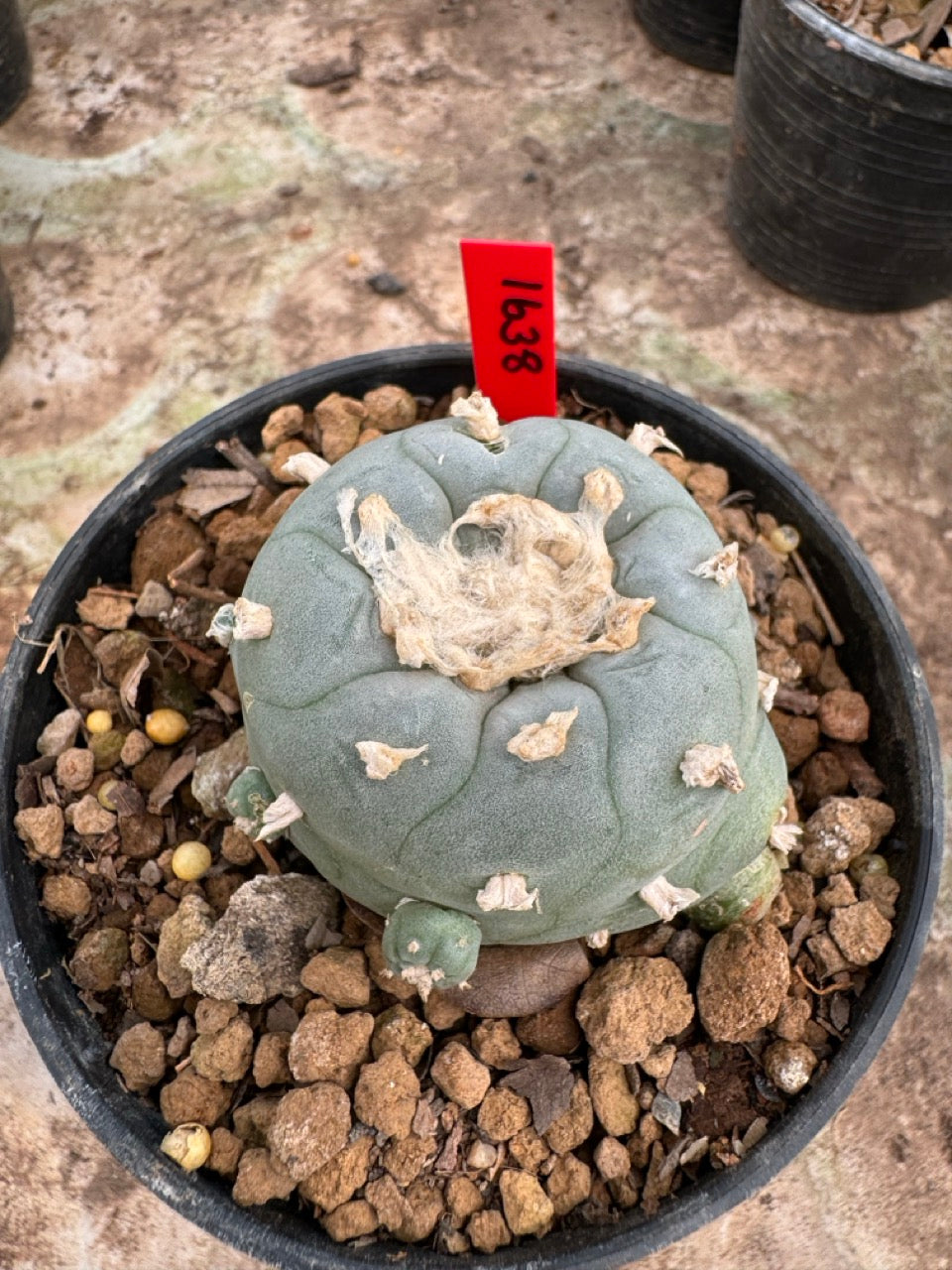 Lophophora williamsii – Peyote Cactus (6–7 cm, Own Root)