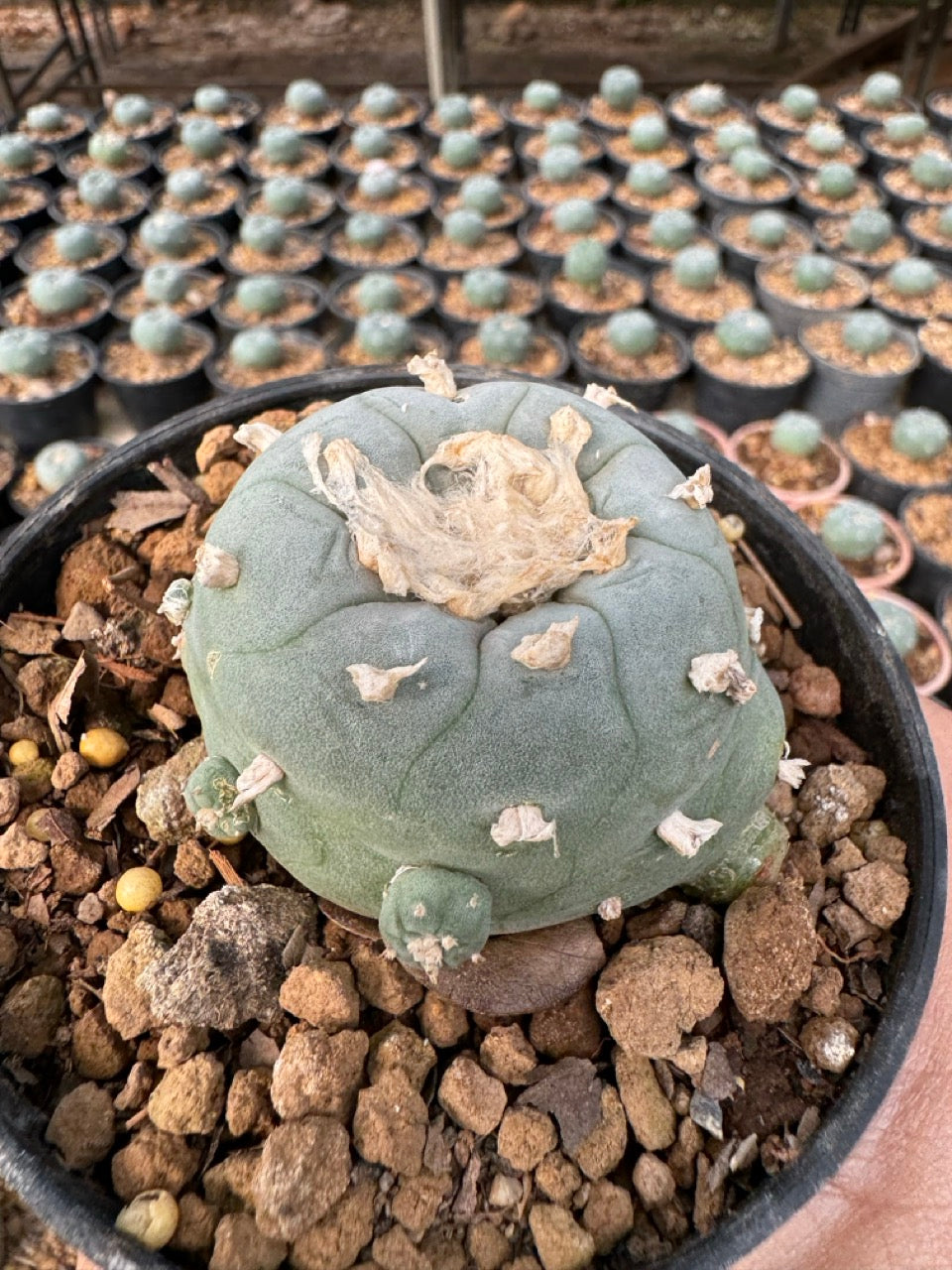 Lophophora williamsii – Peyote Cactus (6–7 cm, Own Root)