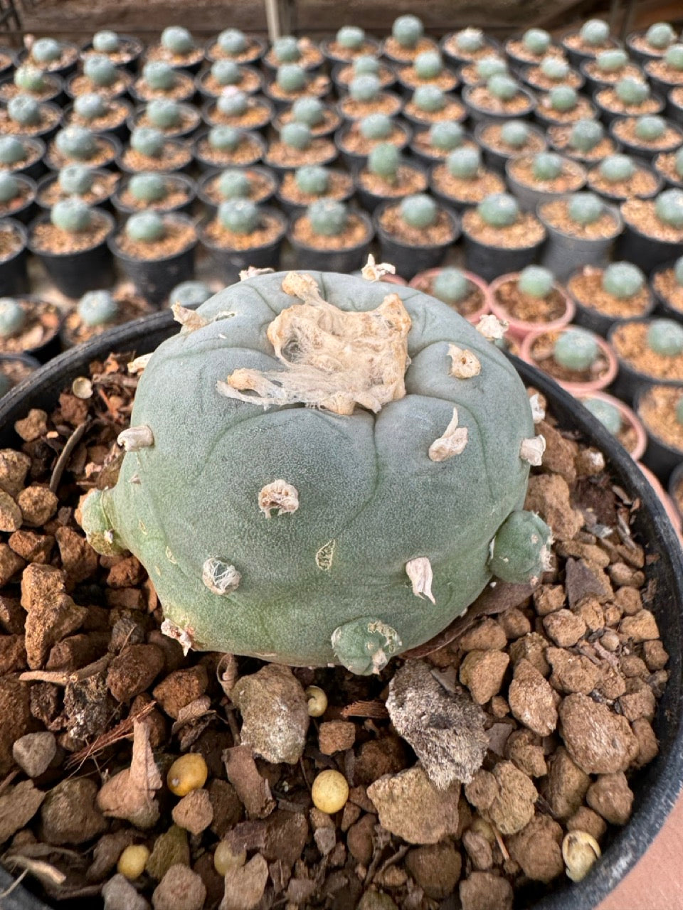Lophophora williamsii – Peyote Cactus (6–7 cm, Own Root)