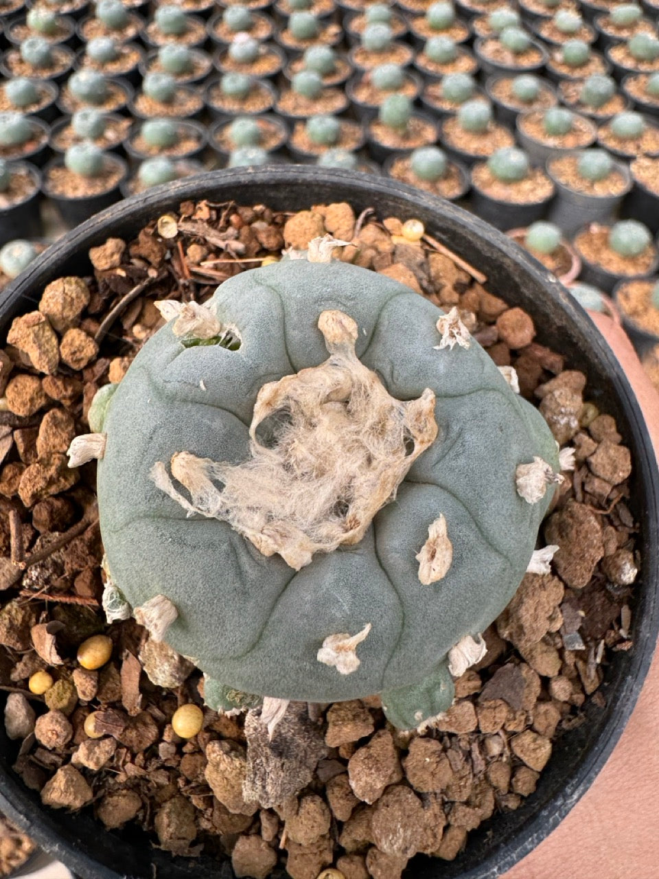 Lophophora williamsii – Peyote Cactus (6–7 cm, Own Root)