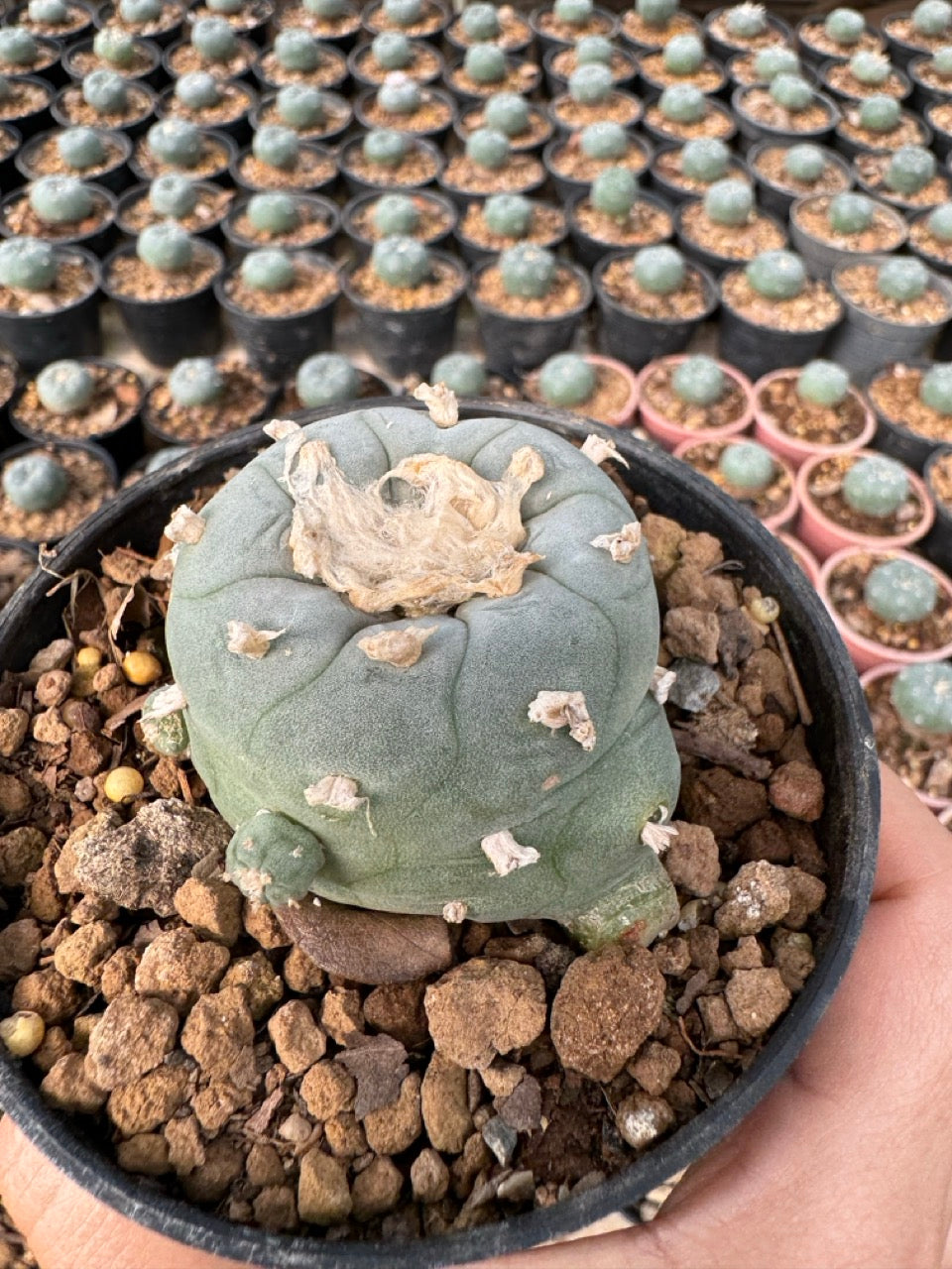 Lophophora williamsii – Peyote Cactus (6–7 cm, Own Root)