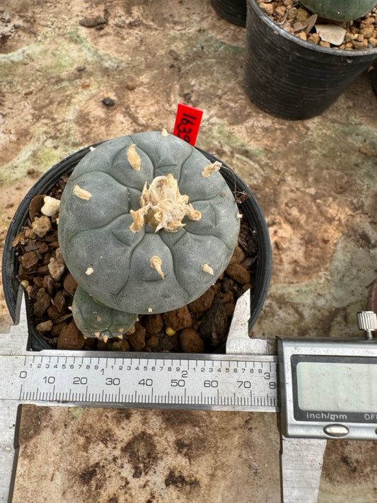 Lophophora williamsii – Peyote Cactus (6–7 cm, Own Root)