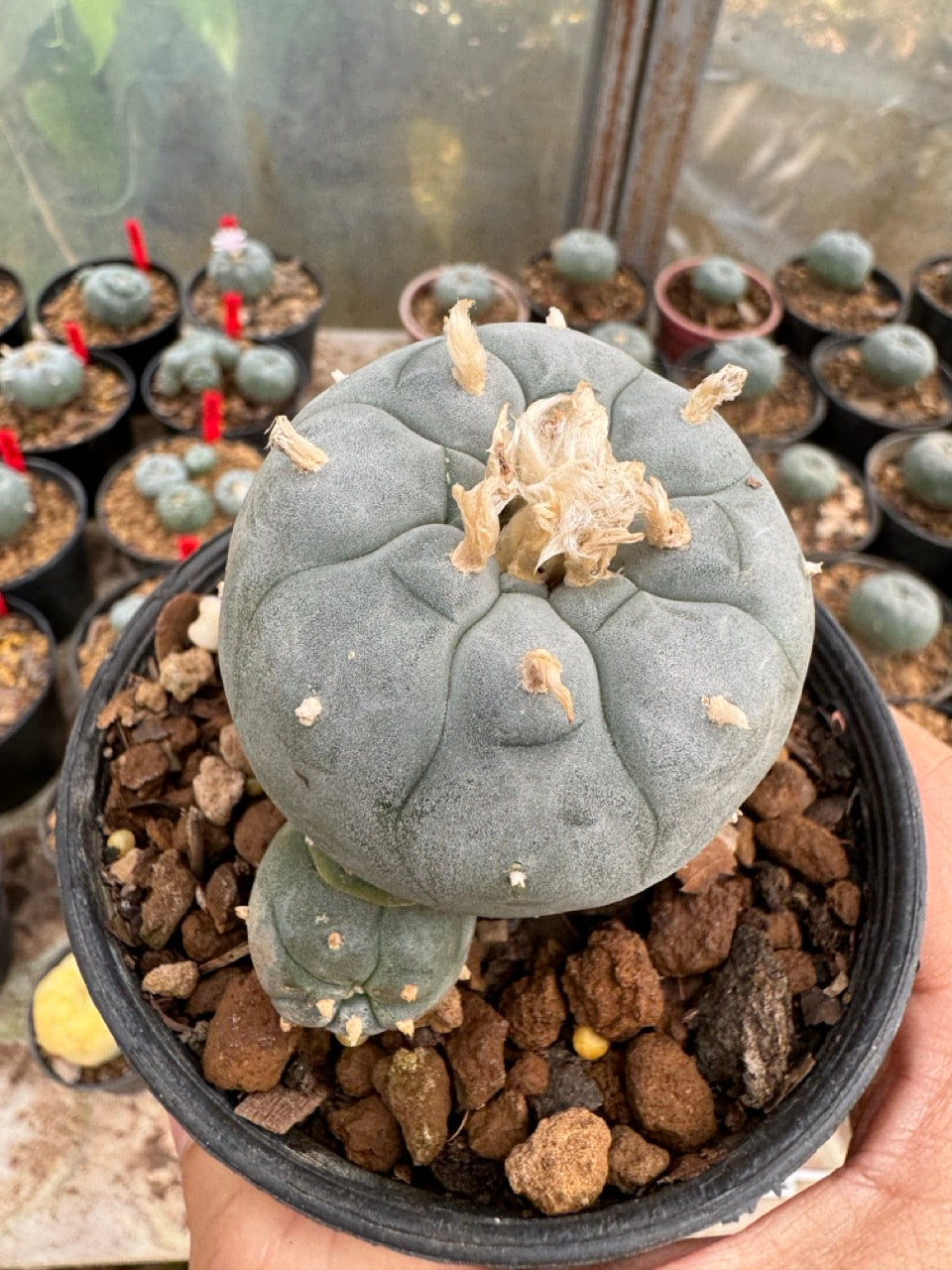 Lophophora williamsii – Peyote Cactus (6–7 cm, Own Root)
