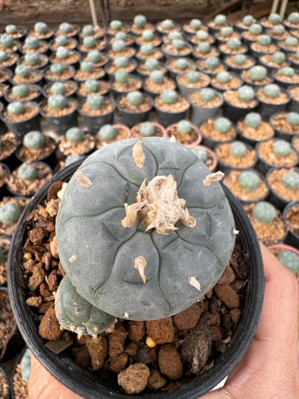 Lophophora williamsii – Peyote Cactus (6–7 cm, Own Root)