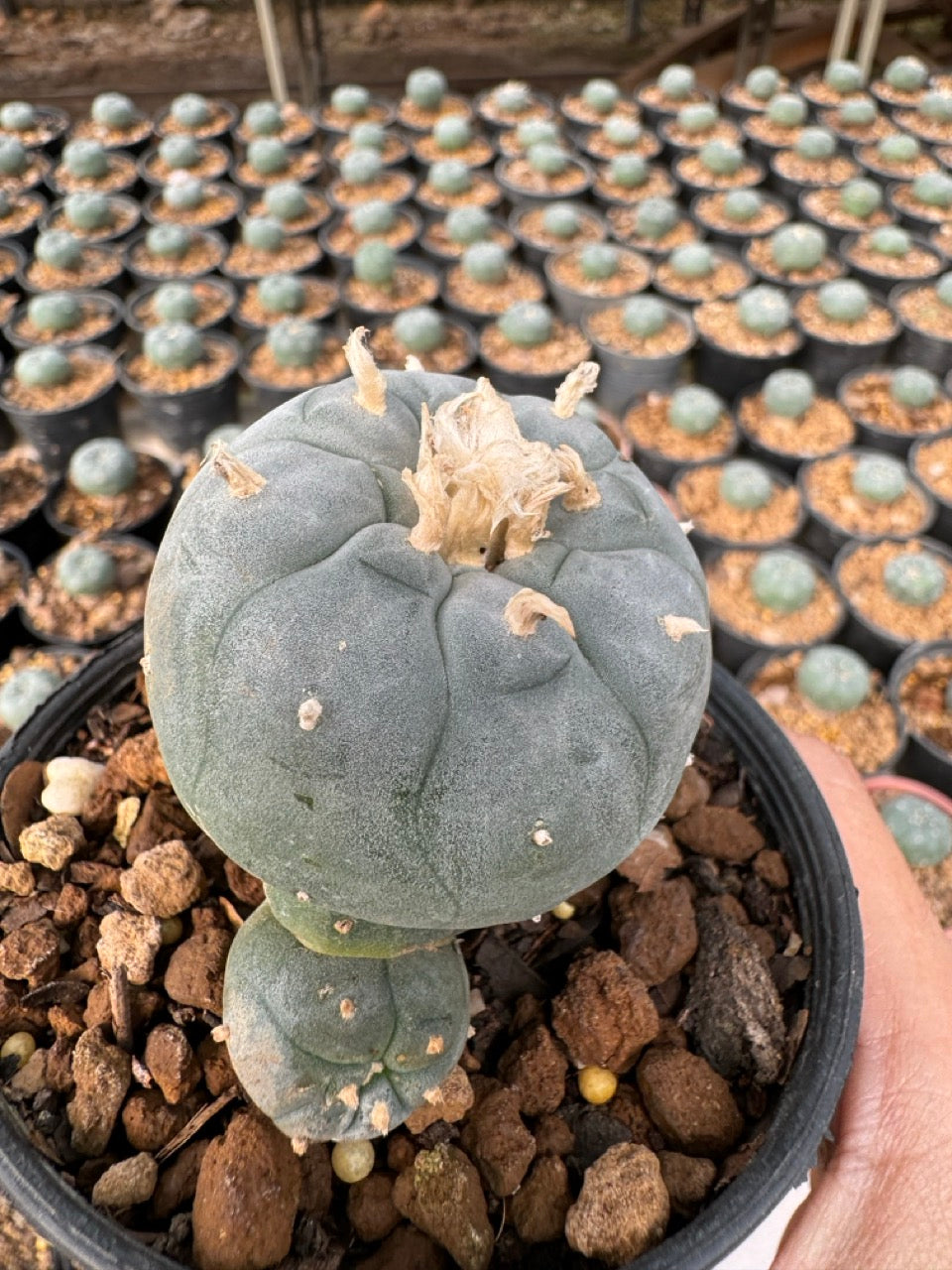 Lophophora williamsii – Peyote Cactus (6–7 cm, Own Root)
