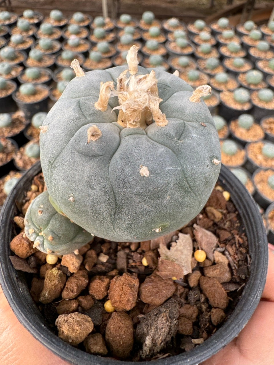 Lophophora williamsii – Peyote Cactus (6–7 cm, Own Root)