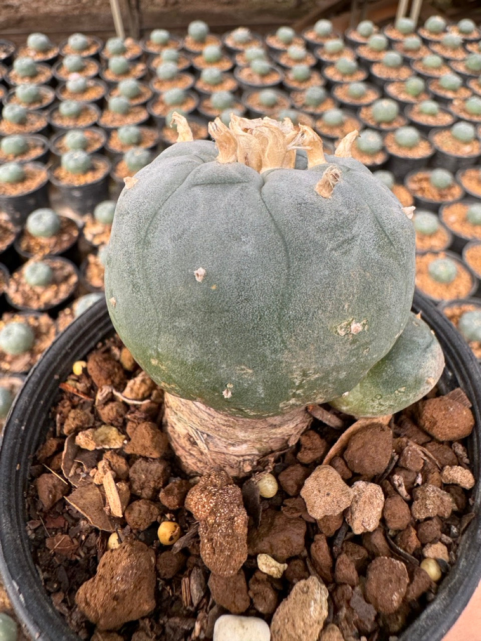 Lophophora williamsii – Peyote Cactus (6–7 cm, Own Root)