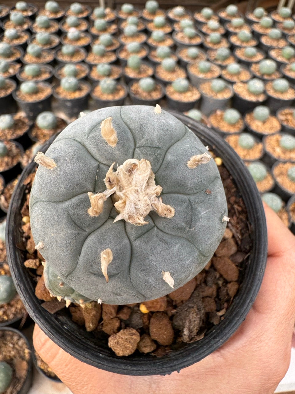 Lophophora williamsii – Peyote Cactus (6–7 cm, Own Root)