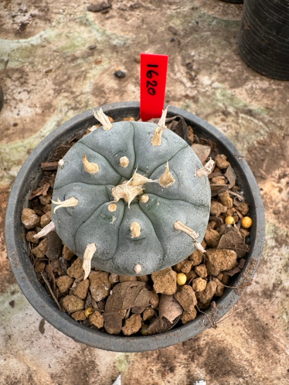 Lophophora williamsii – Peyote Cactus (6–7 cm, Own Root)