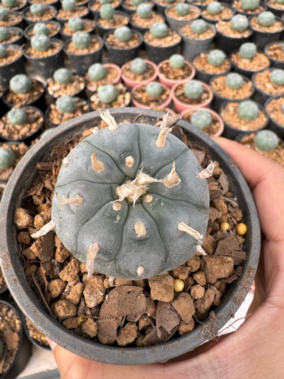 Lophophora williamsii – Peyote Cactus (6–7 cm, Own Root)
