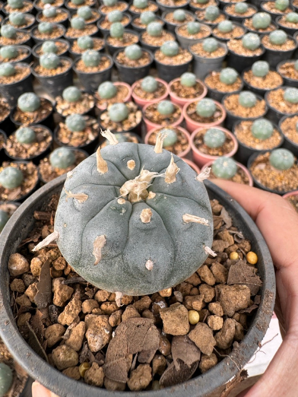 Lophophora williamsii – Peyote Cactus (6–7 cm, Own Root)