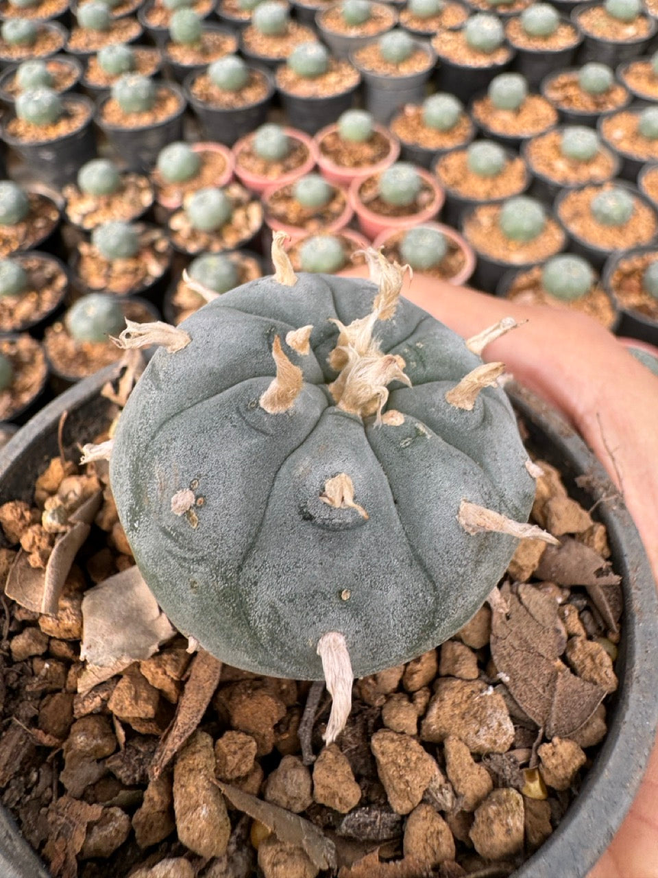 Lophophora williamsii – Peyote Cactus (6–7 cm, Own Root)
