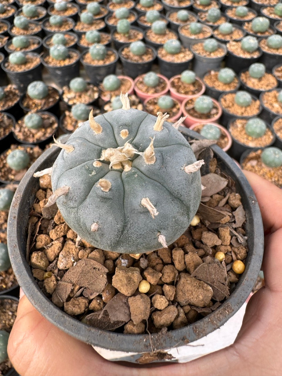Lophophora williamsii – Peyote Cactus (6–7 cm, Own Root)