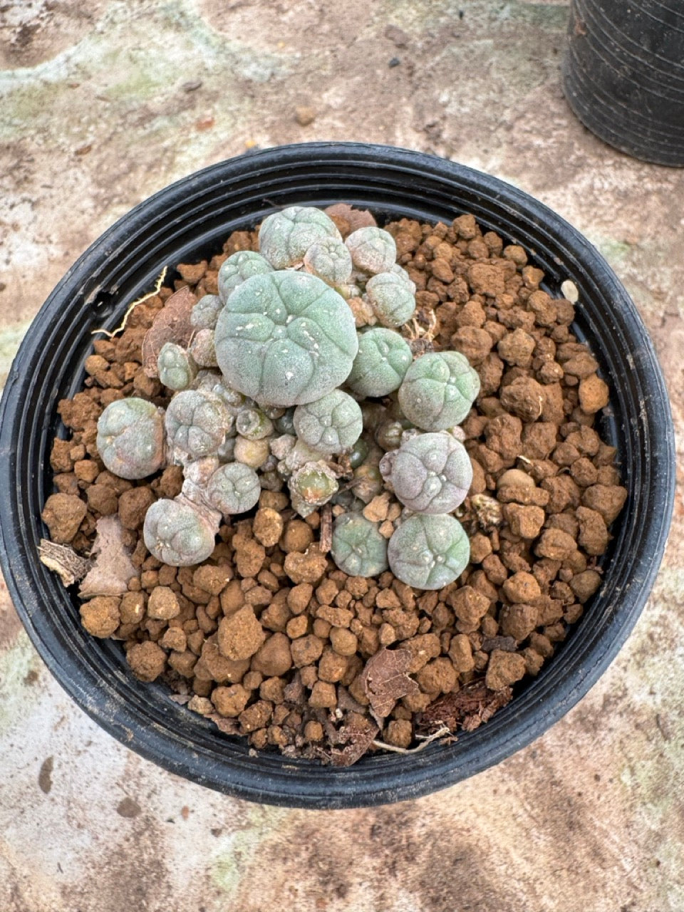 Lophophora williamsii – Peyote Cactus (6–7 cm, Own Root)