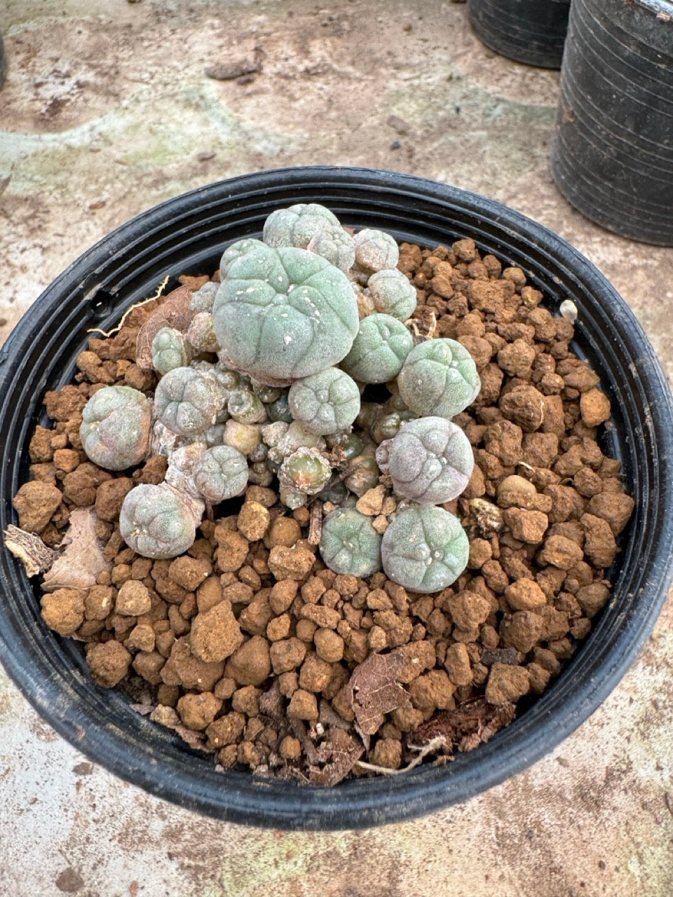 Lophophora williamsii – Peyote Cactus (6–7 cm, Own Root)