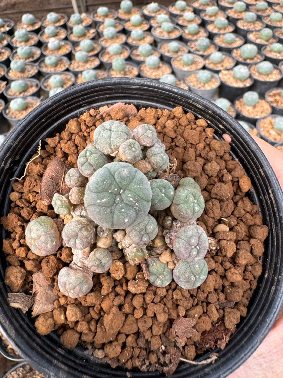 Lophophora williamsii – Peyote Cactus (6–7 cm, Own Root)