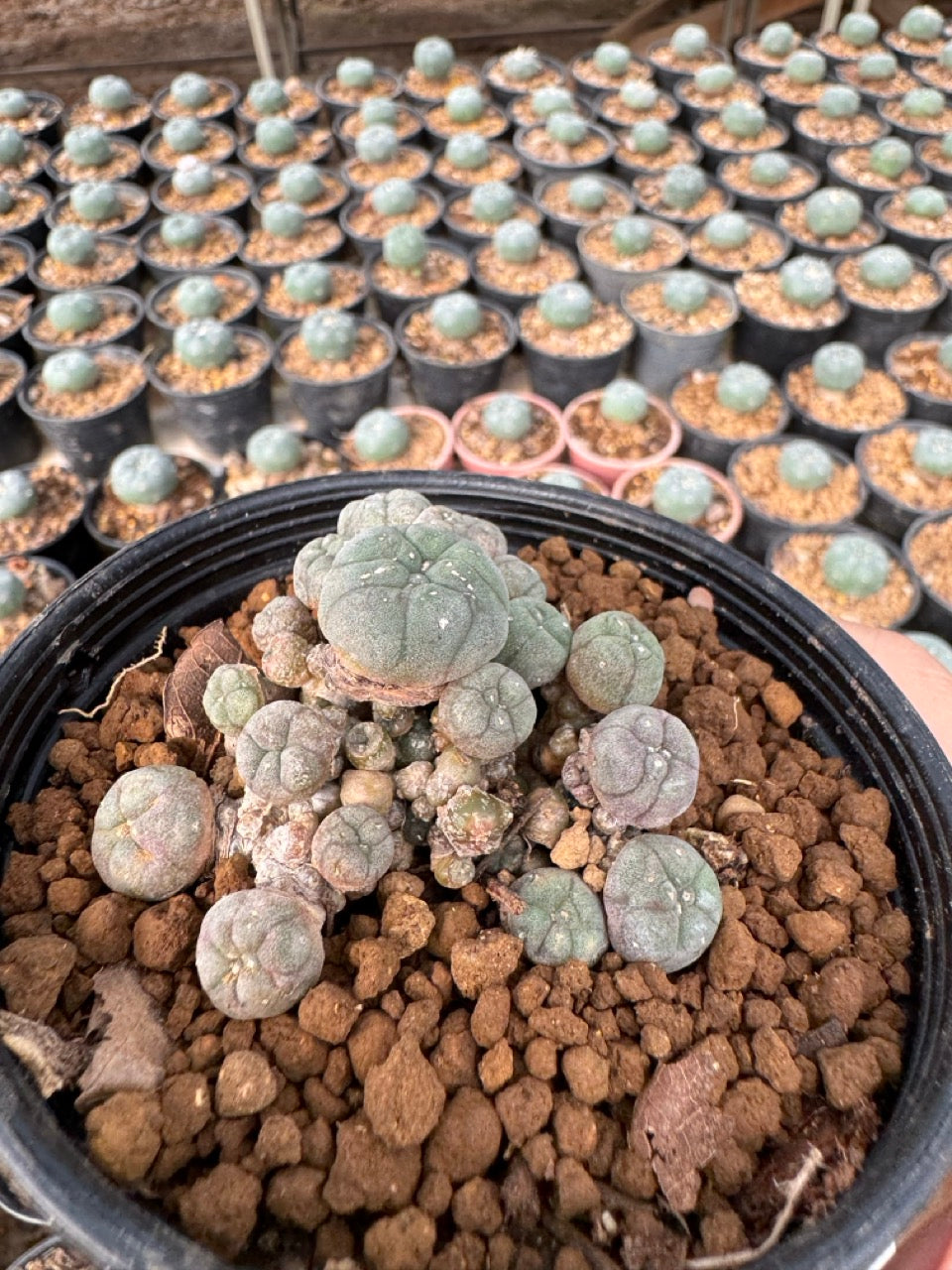 Lophophora williamsii – Peyote Cactus (6–7 cm, Own Root)