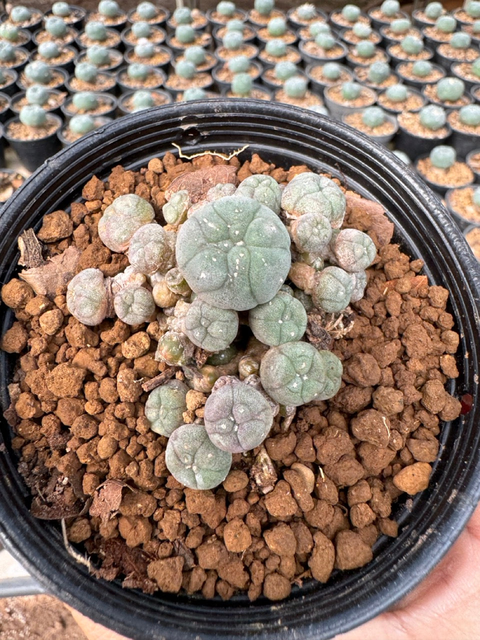 Lophophora williamsii – Peyote Cactus (6–7 cm, Own Root)