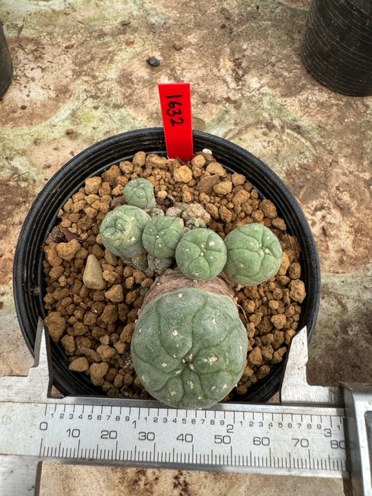 Lophophora williamsii – Peyote Cactus (6–7 cm, Own Root)