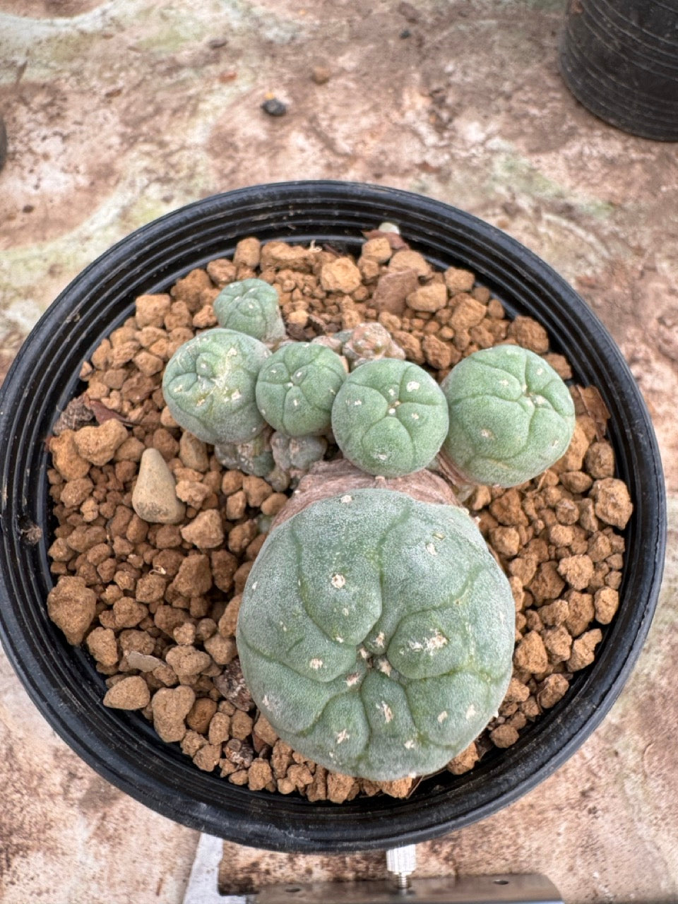 Lophophora williamsii – Peyote Cactus (6–7 cm, Own Root)