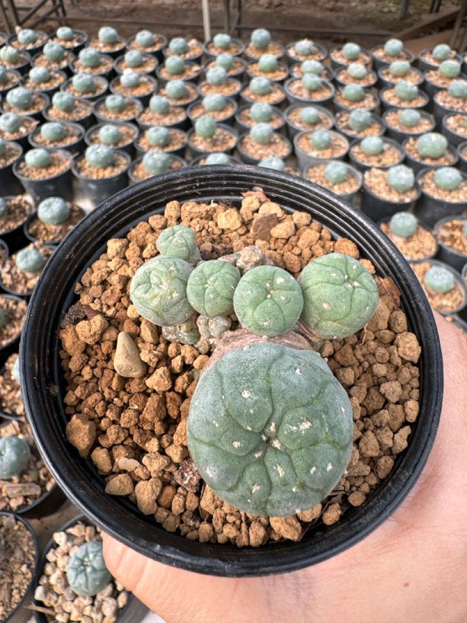 Lophophora williamsii – Peyote Cactus (6–7 cm, Own Root)
