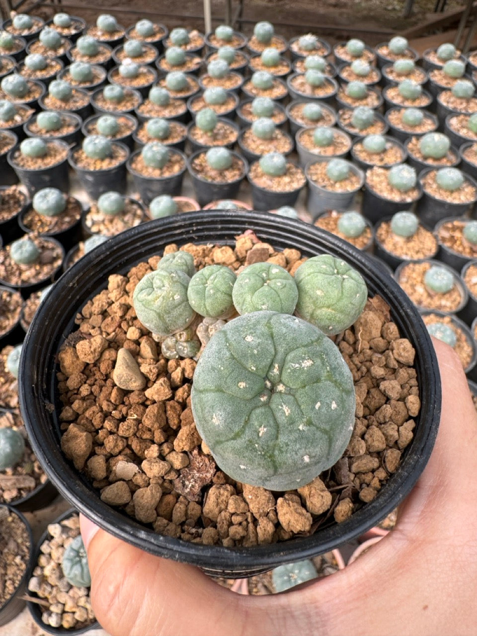 Lophophora williamsii – Peyote Cactus (6–7 cm, Own Root)