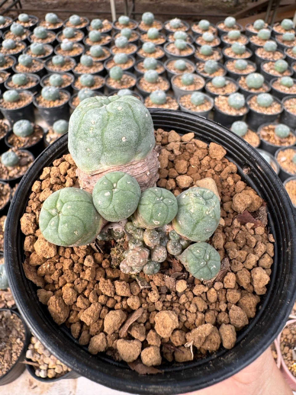 Lophophora williamsii – Peyote Cactus (6–7 cm, Own Root)