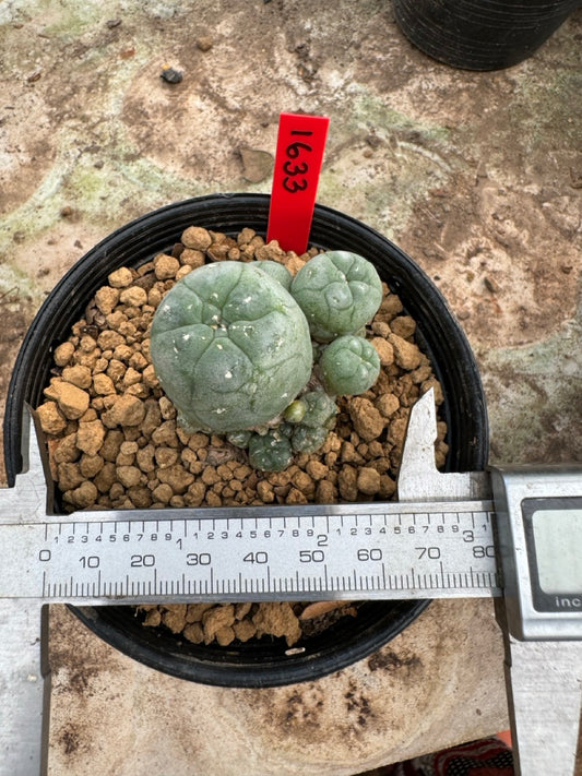Lophophora williamsii – Peyote Cactus (6–7 cm, Own Root)